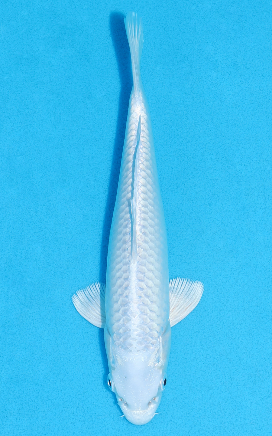 Platinum Ogon - 20cm REF:70215