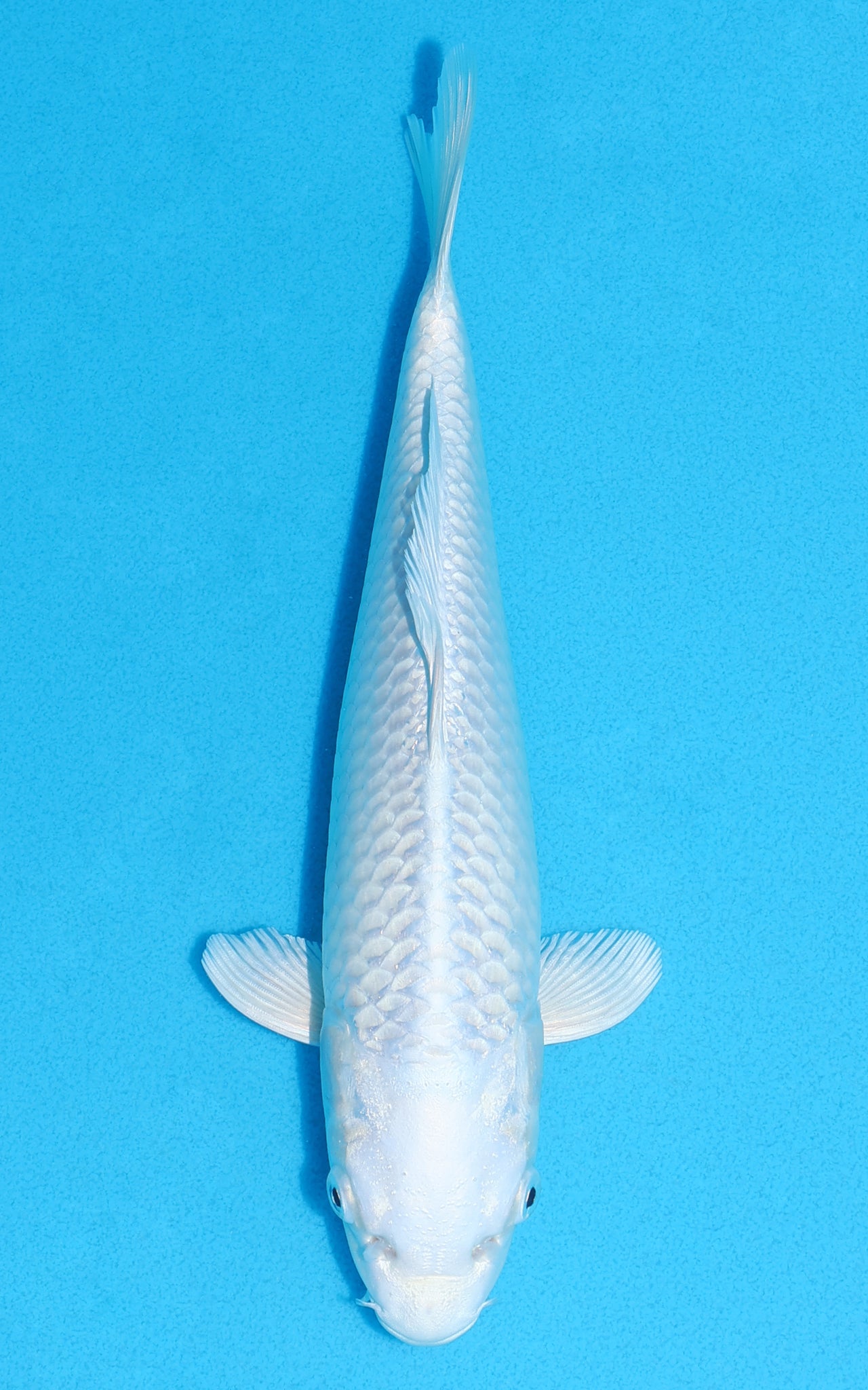 Platinum Ogon - 24cm REF:70218