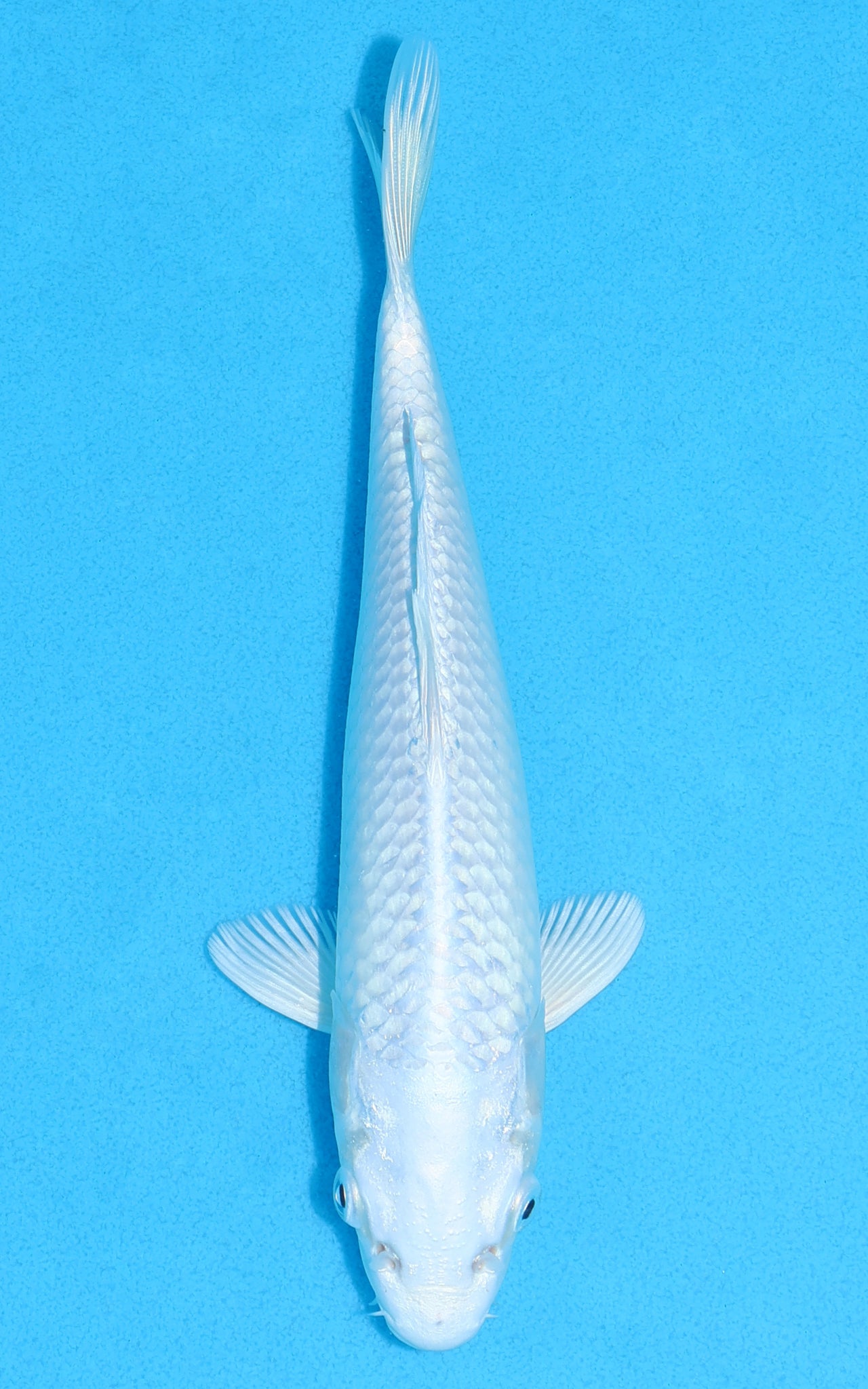 Platinum Ogon - 21cm REF:70222