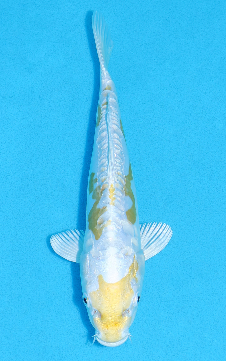 Doitsu Lemon Hariwake - 20cm REF:70223