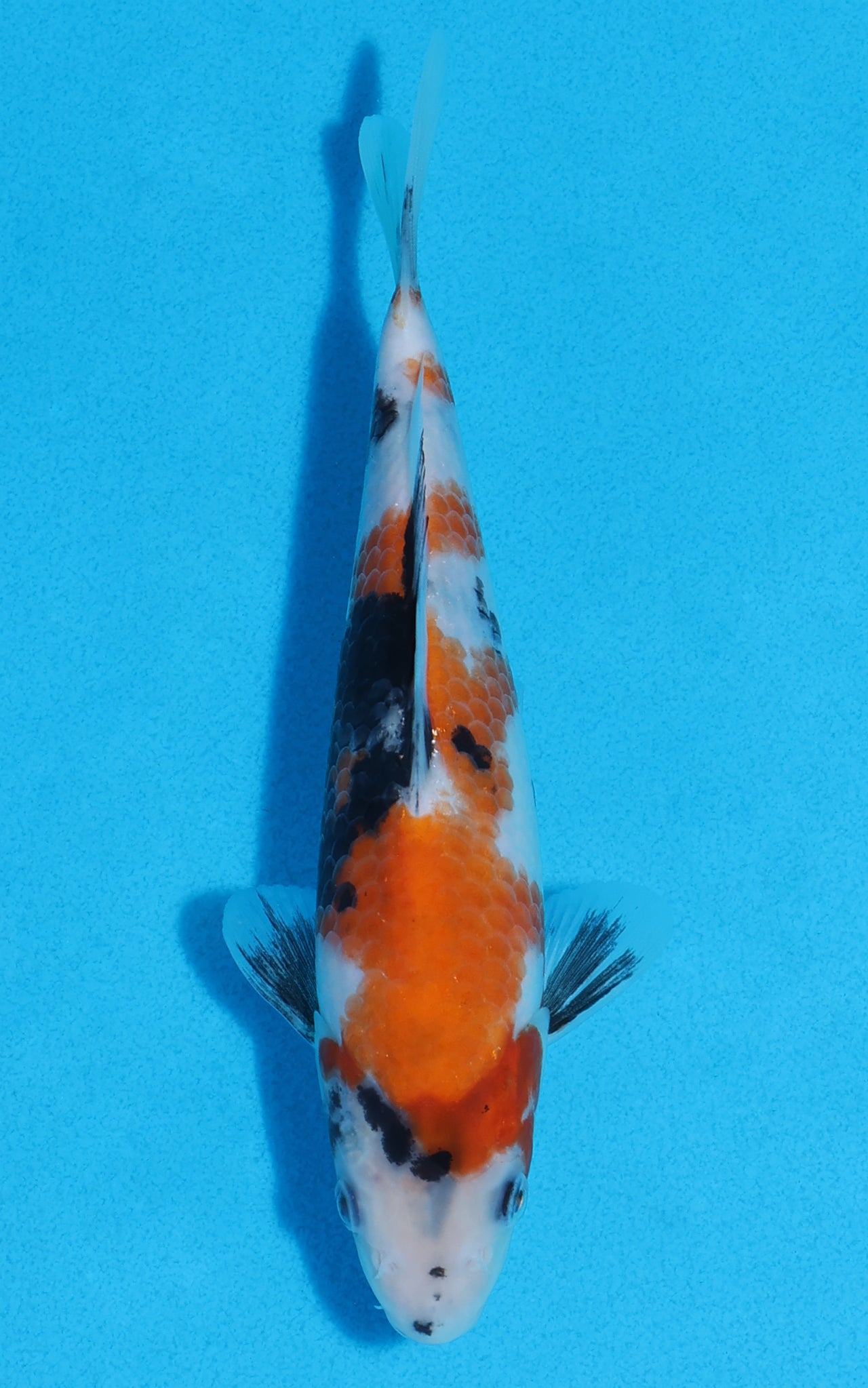 Showa - 19cm REF:70224
