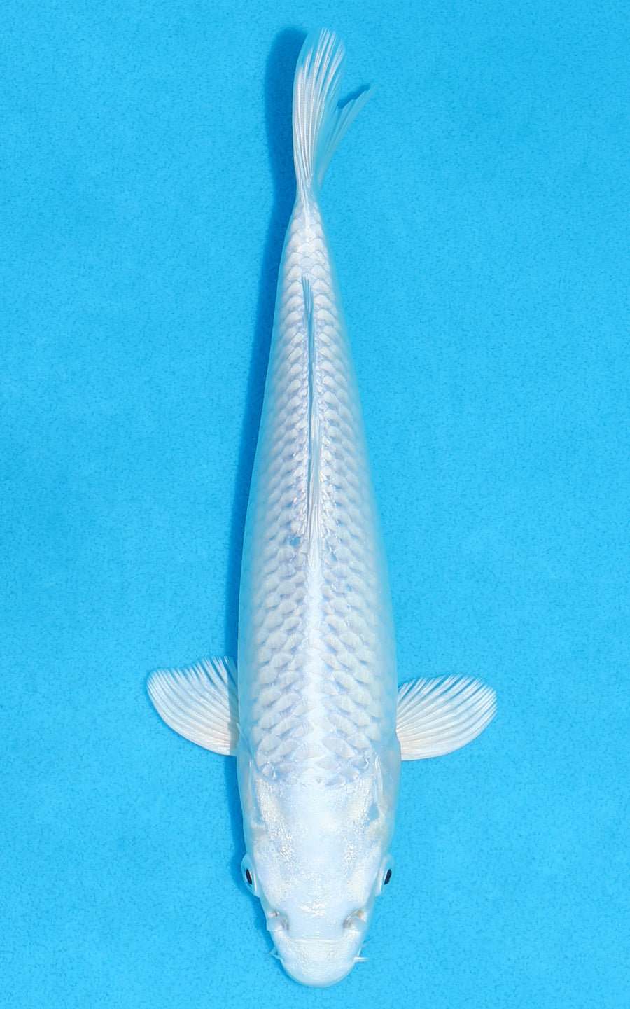 Platinum Ogon - 22cm REF:70225