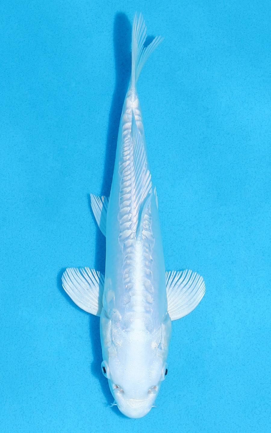 Doitsu Platinum Ogon - 20cm REF:70227