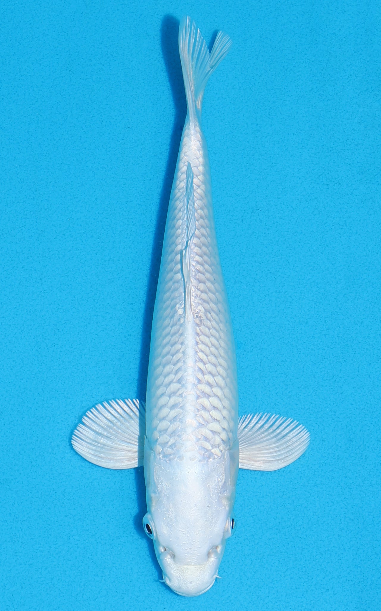 Platinum Ogon - 23cm REF:70229