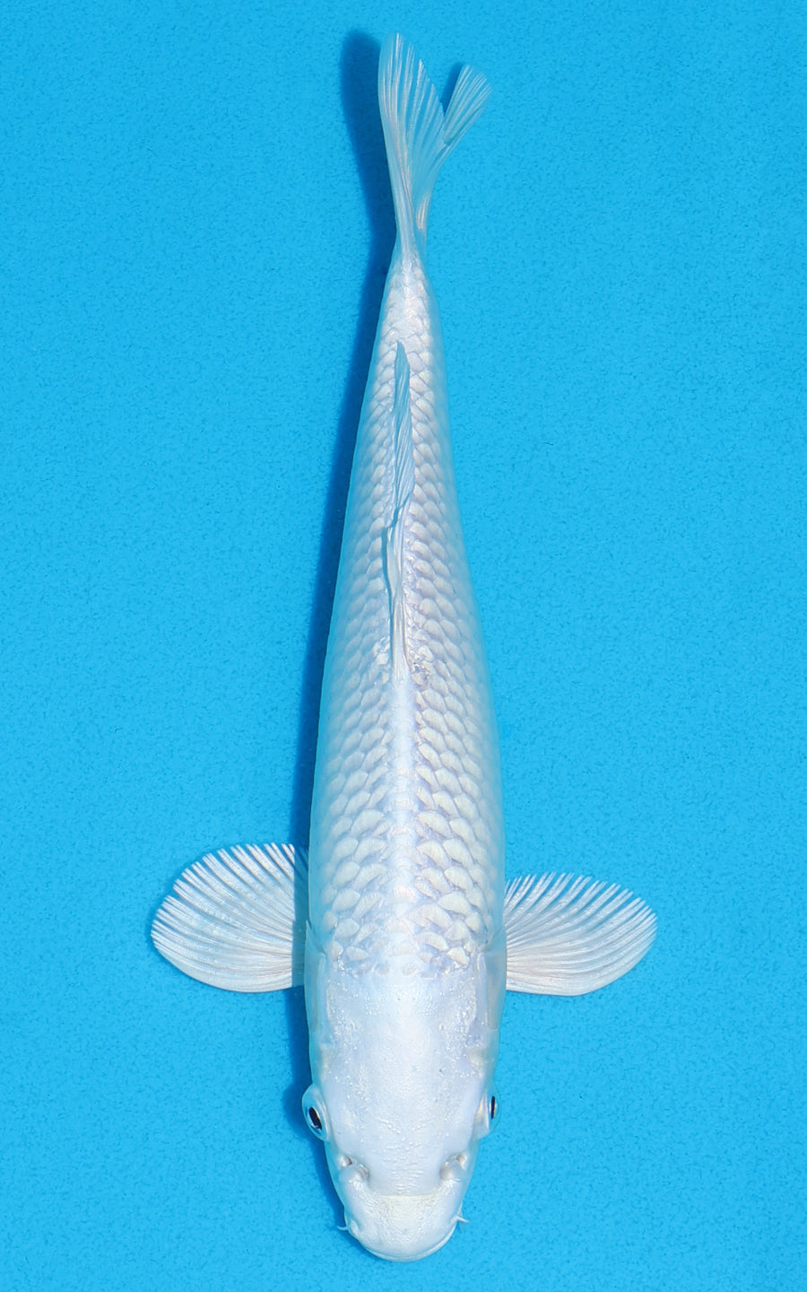 Platinum Ogon - 23cm REF:70229