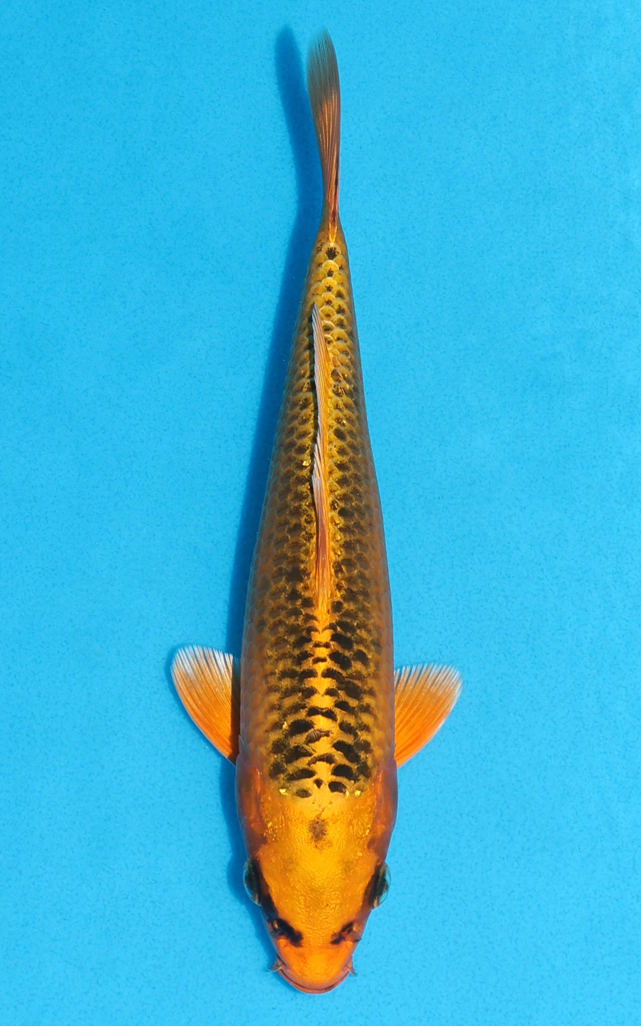Kin Matsuba - 21cm REF:70035