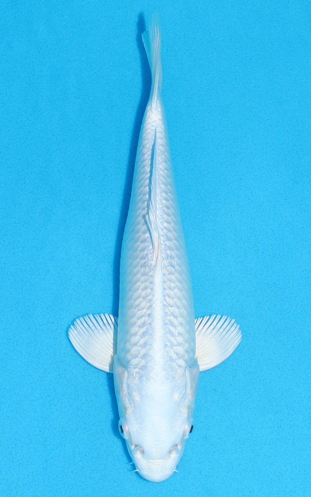 Platinum Ogon - 24cm REF:70232