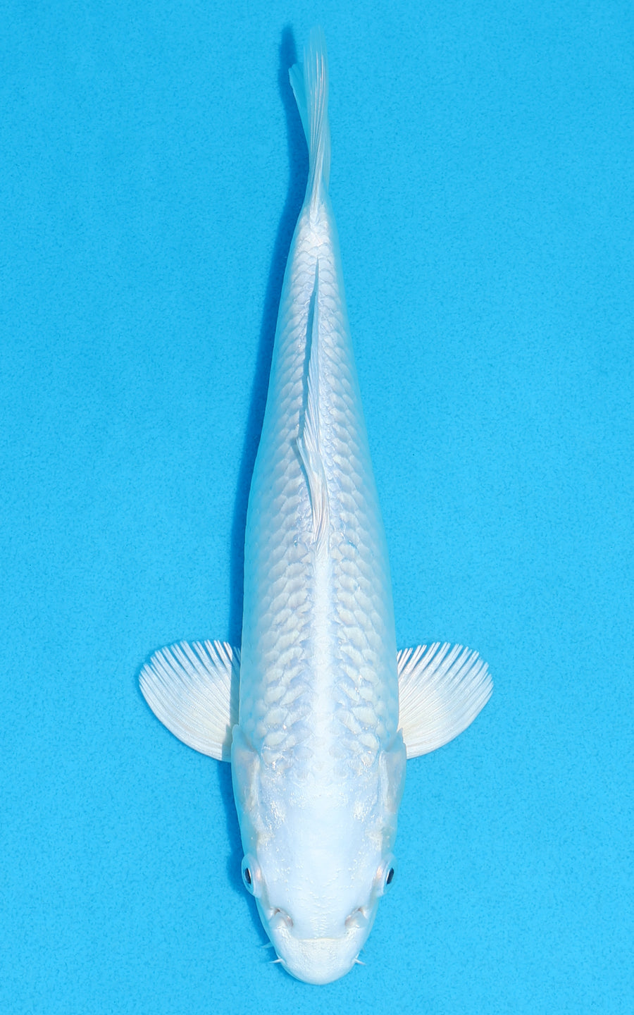 Platinum Ogon - 24cm REF:70232