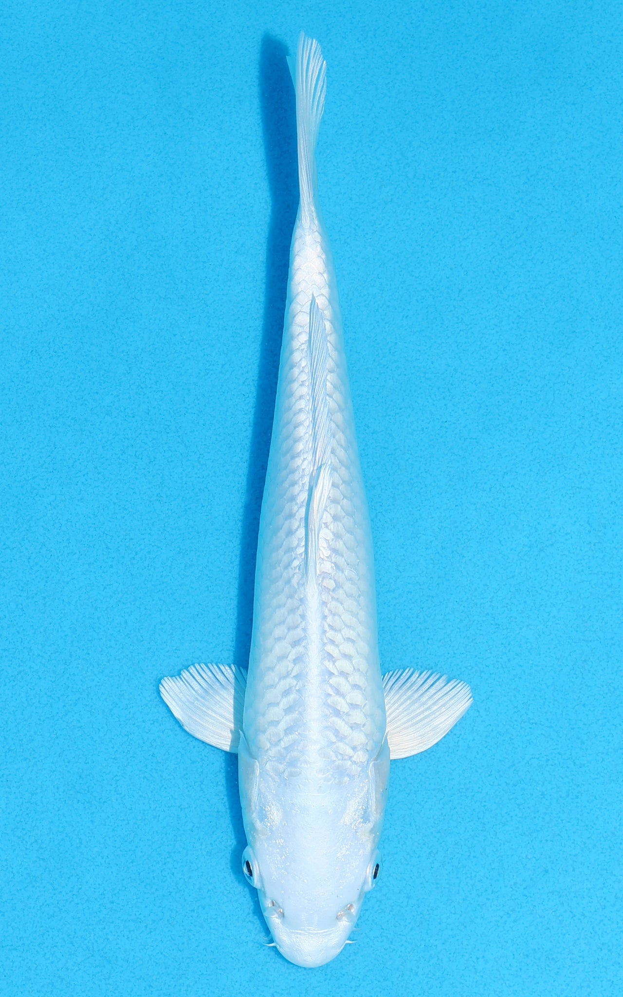 Platinum Ogon - 22cm REF:70234