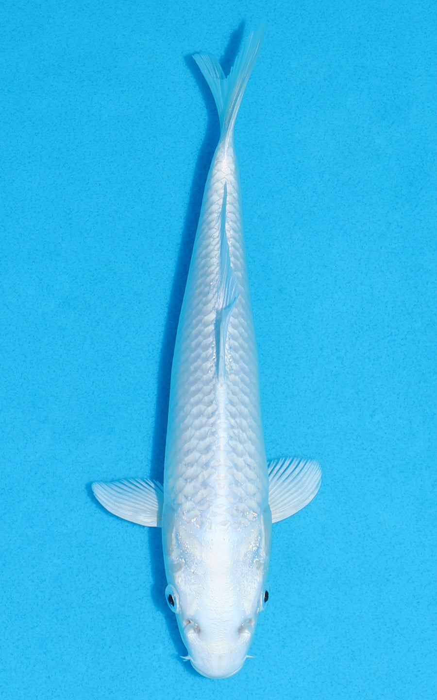 Platinum Ogon - 21cm REF:70236