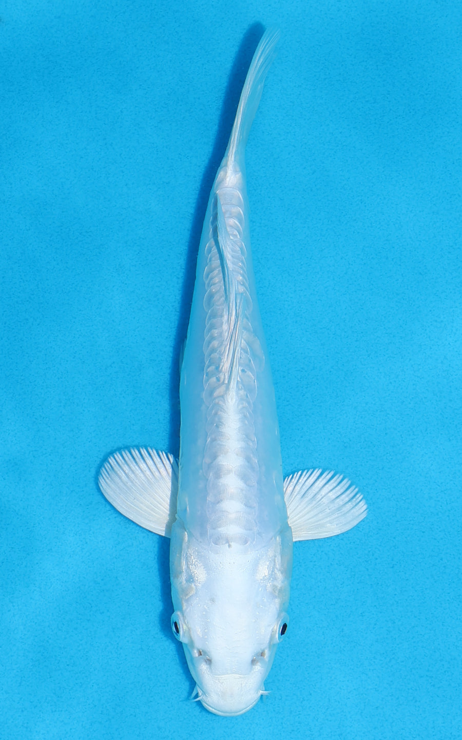 Doitsu Platinum Ogon - 23cm REF:70238