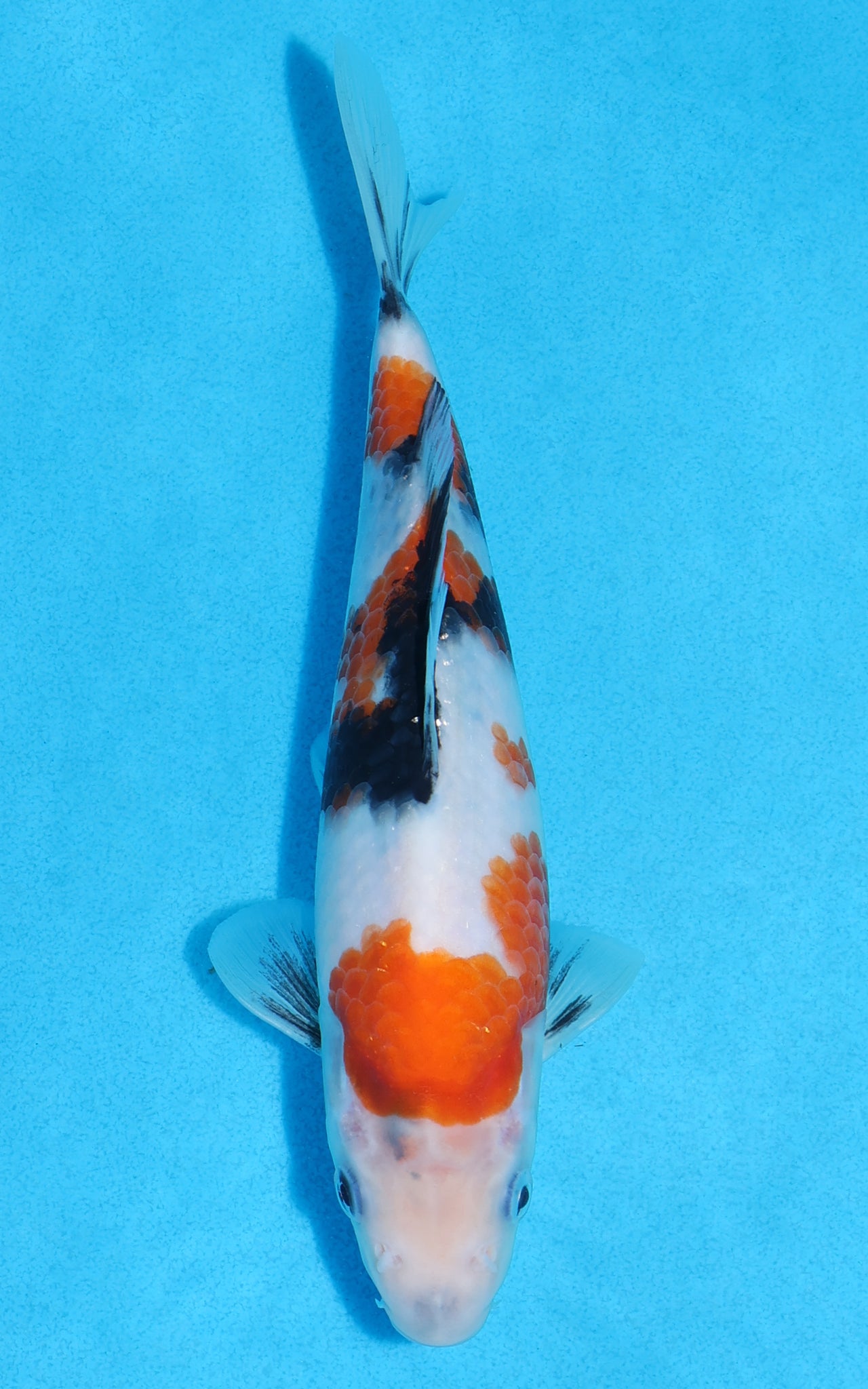 Showa - 21cm REF:70243