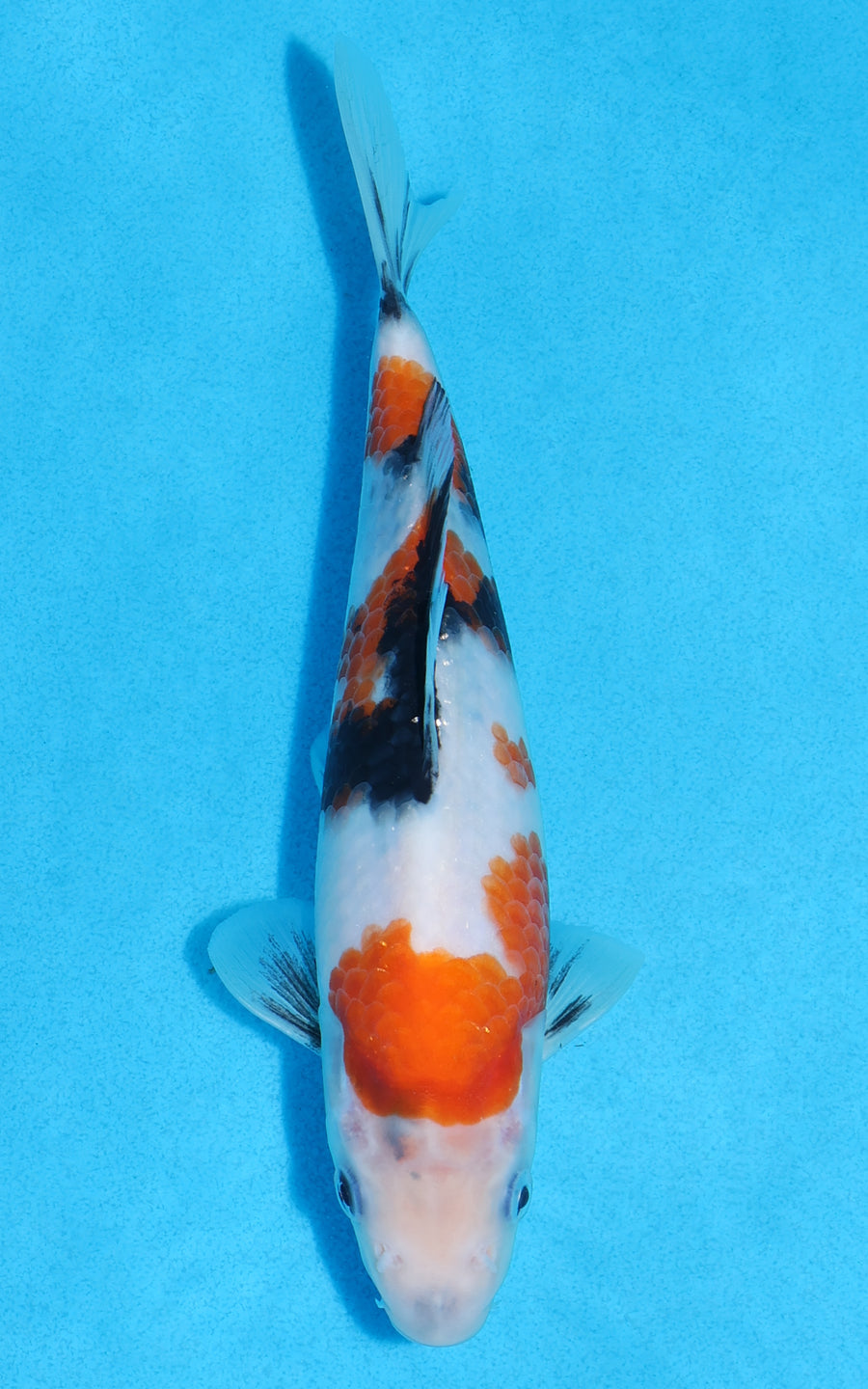 Showa - 21cm REF:70243