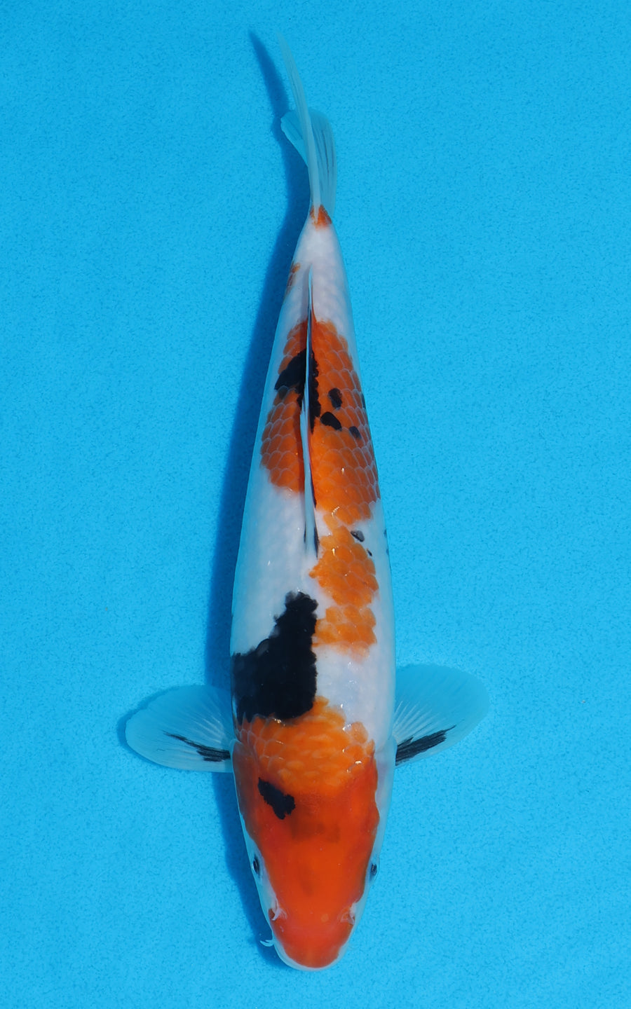 Showa - 22cm REF:70251