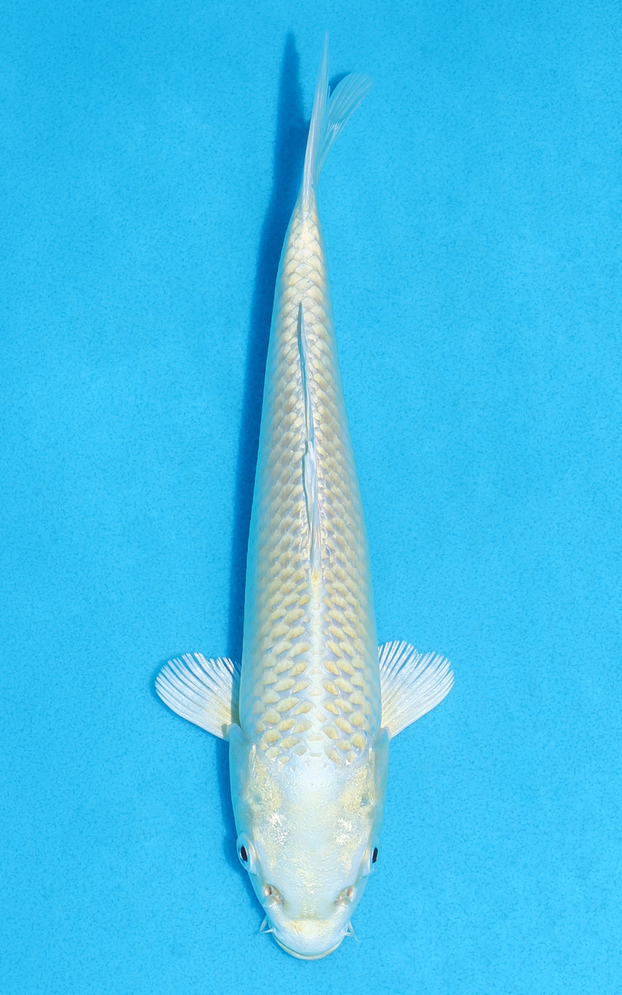 Yamabuki Ogon - 21cm REF:70255