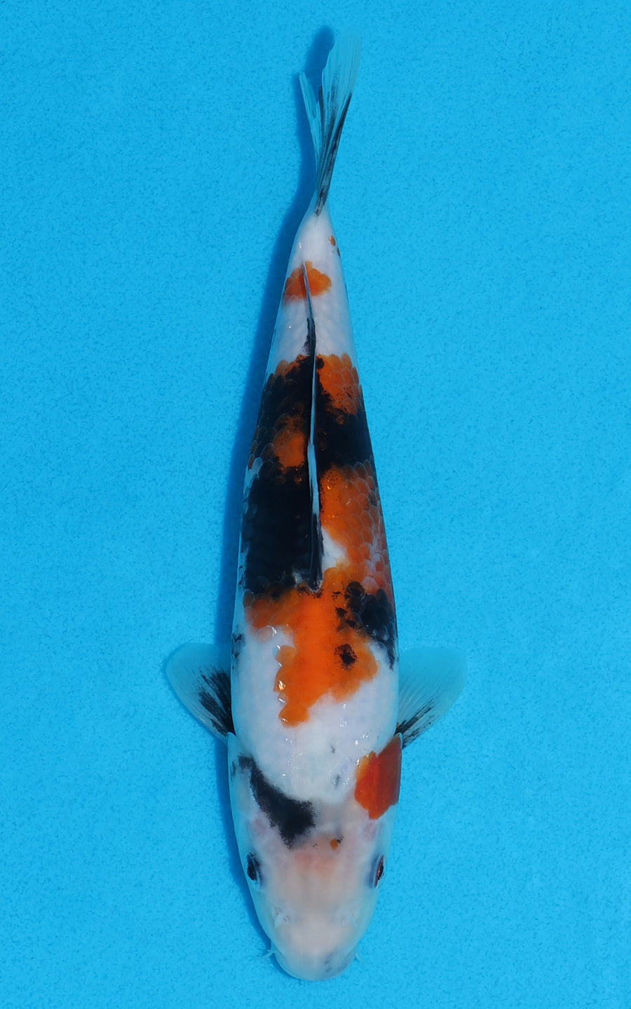 Showa - 21cm REF:70258