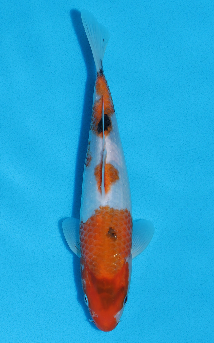 Showa - 22cm REF:70263