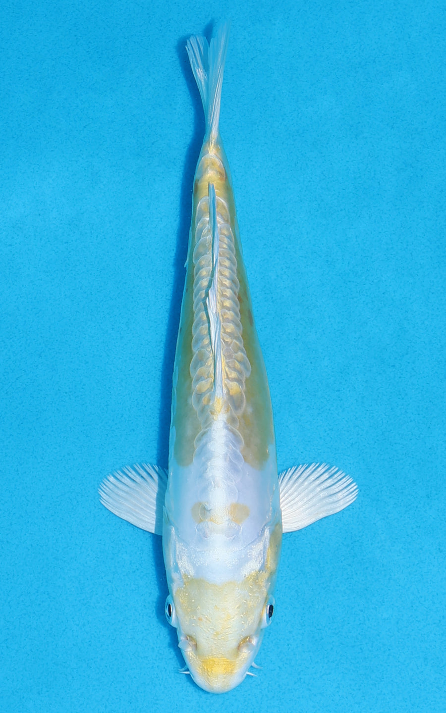 Doitsu Lemon Hariwake - 21cm REF:70266