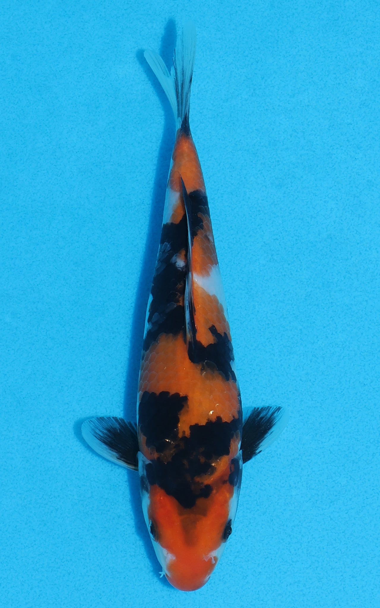 Showa - 19cm REF:70267