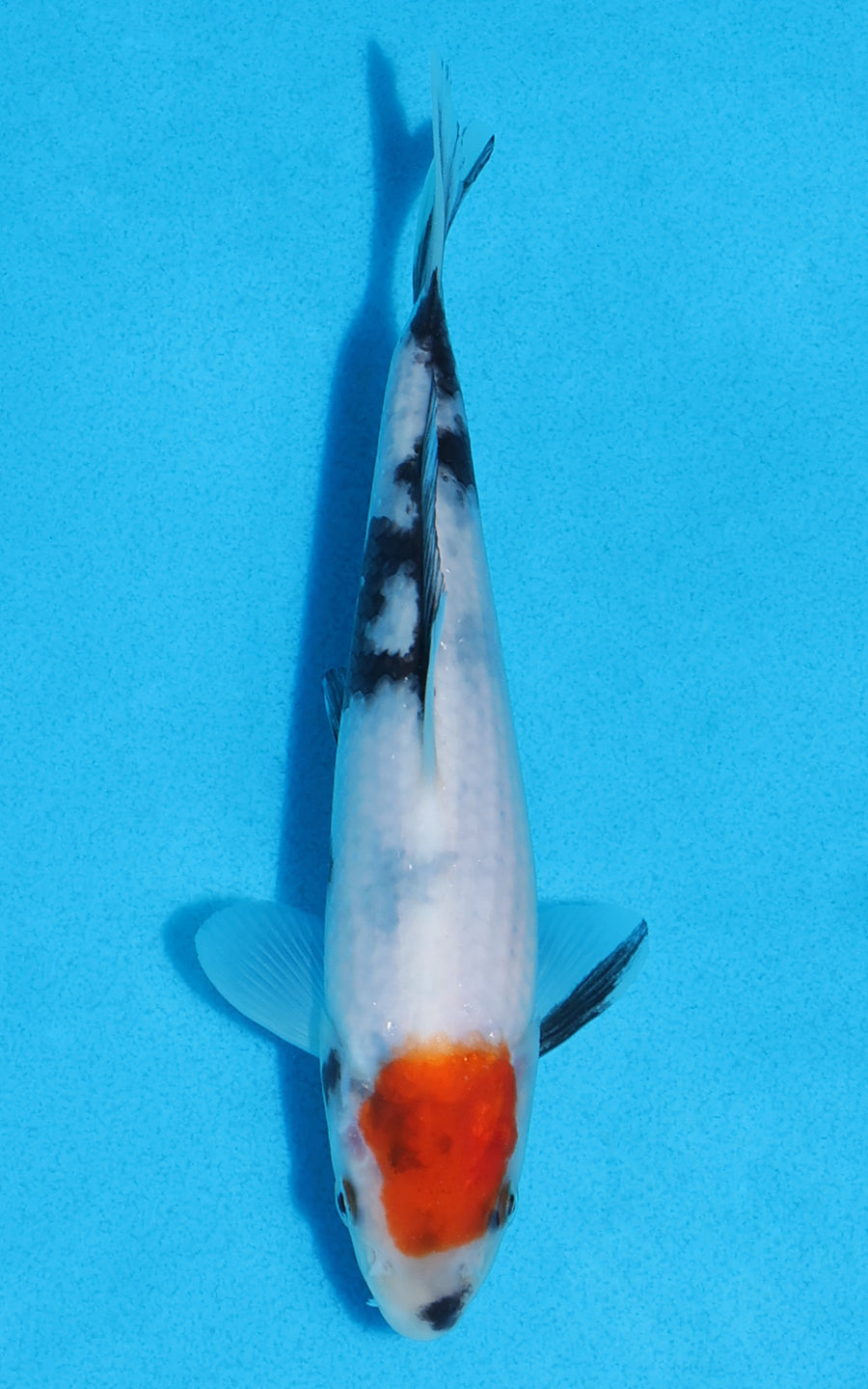 Tancho Showa - 17cm REF:70268