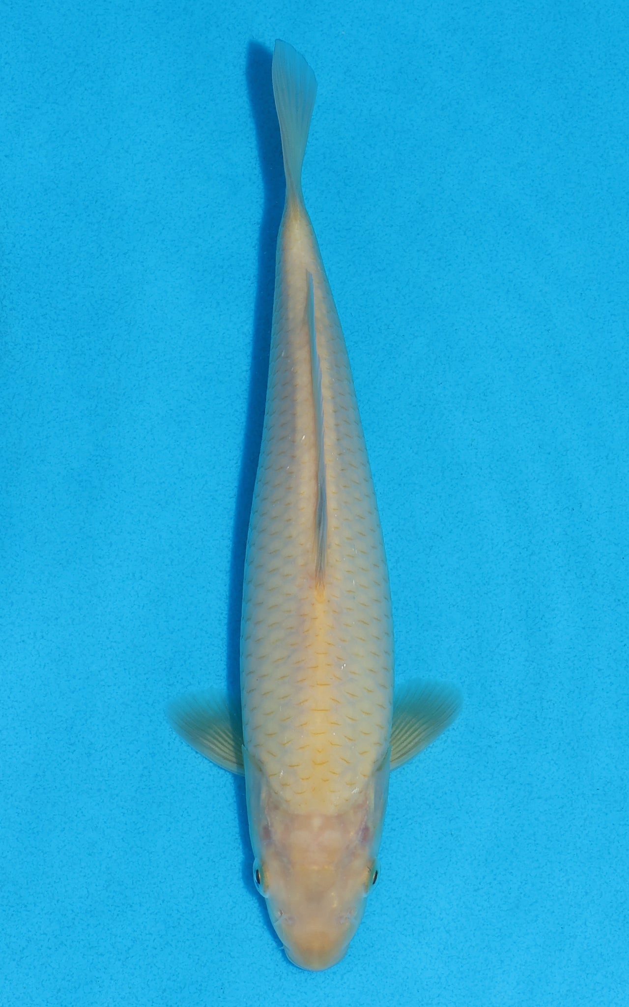 Karashigoi - 23cm REF:70270