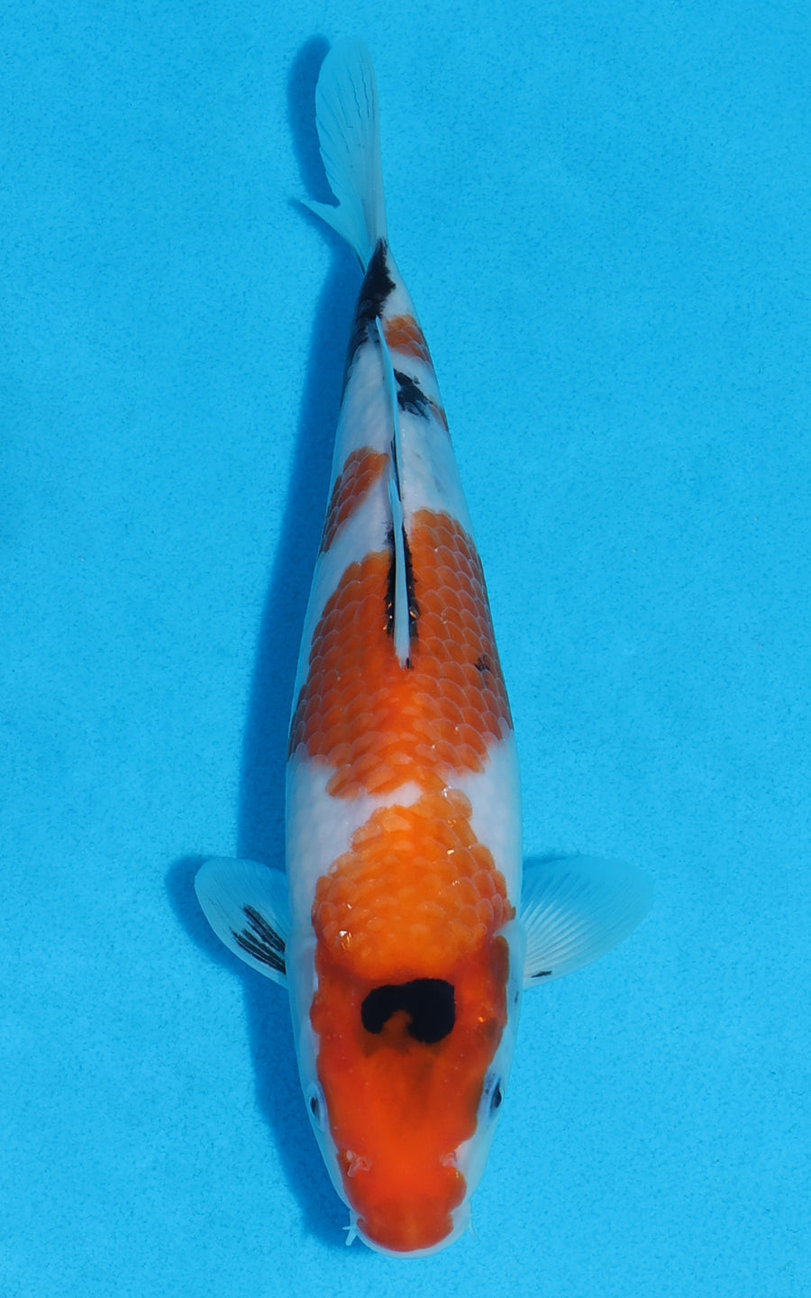 Showa - 22cm REF:70271