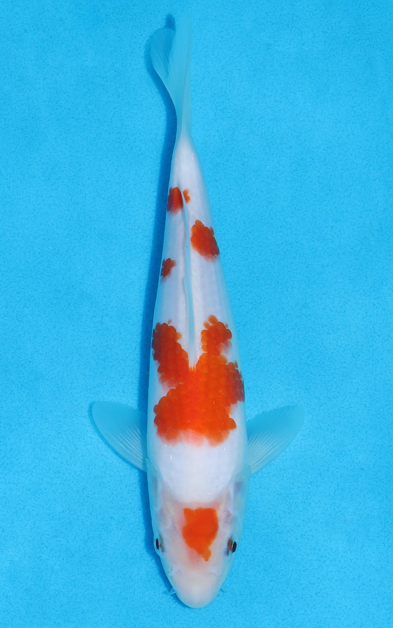Kohaku - 22cm REF:70070
