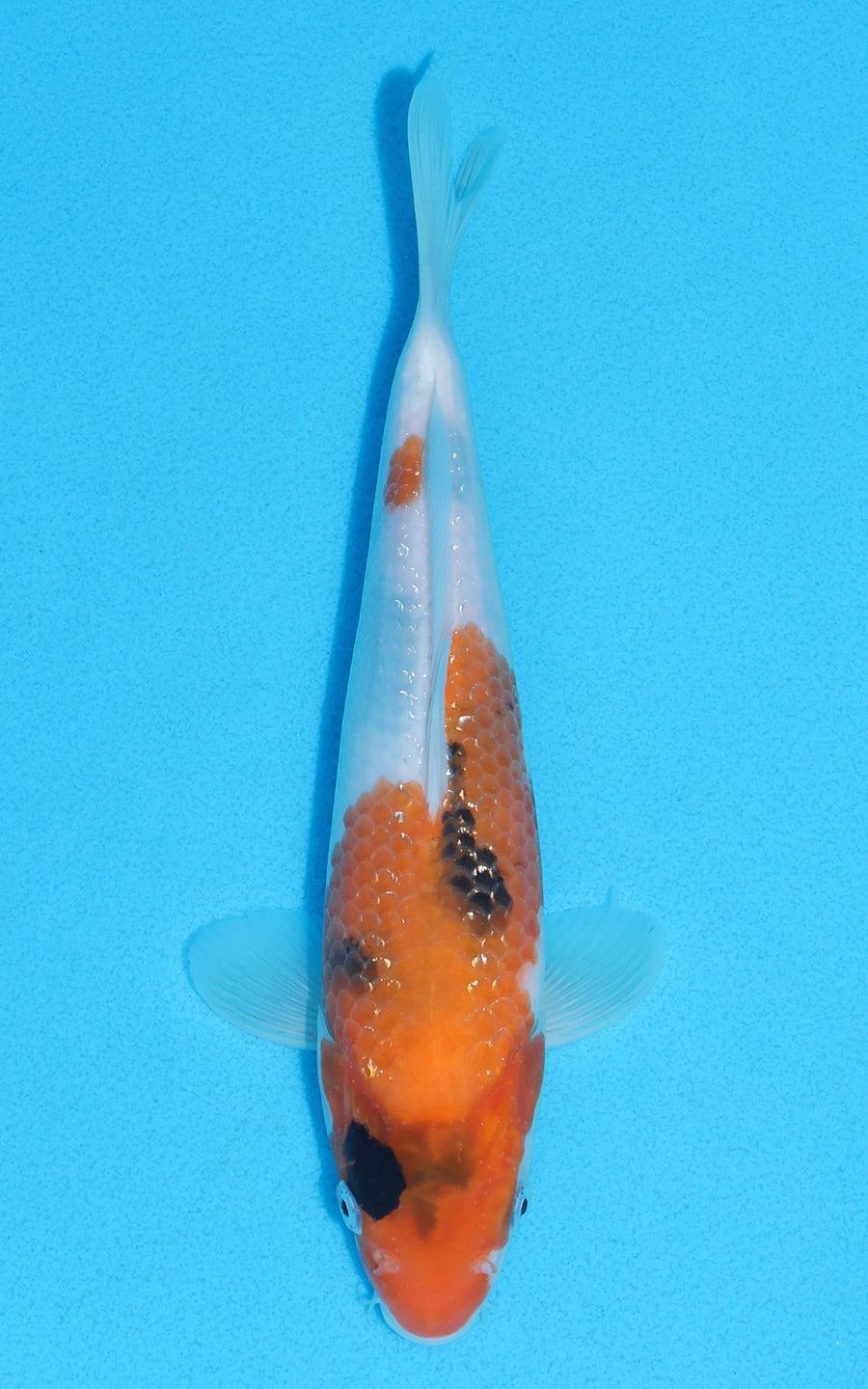 Showa - 23cm REF:70273