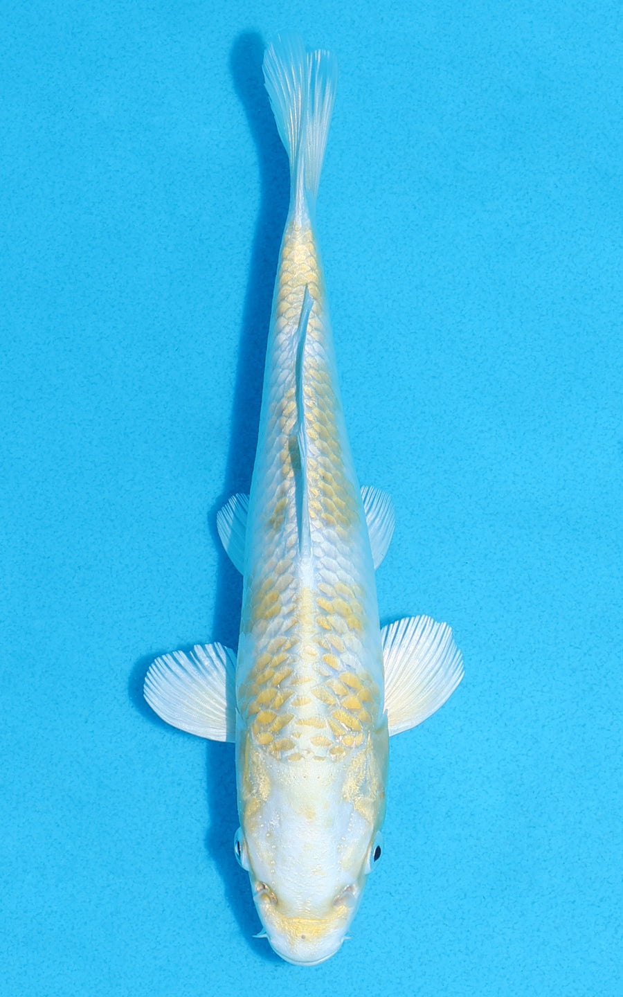 Lemon Hariwake - 20cm REF:70274