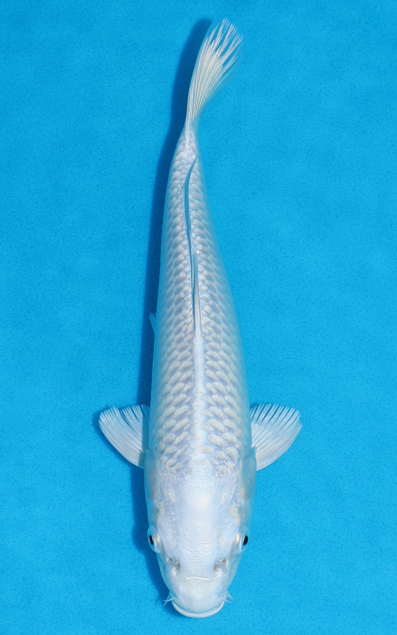 Platinum Ogon - 25cm REF:70201