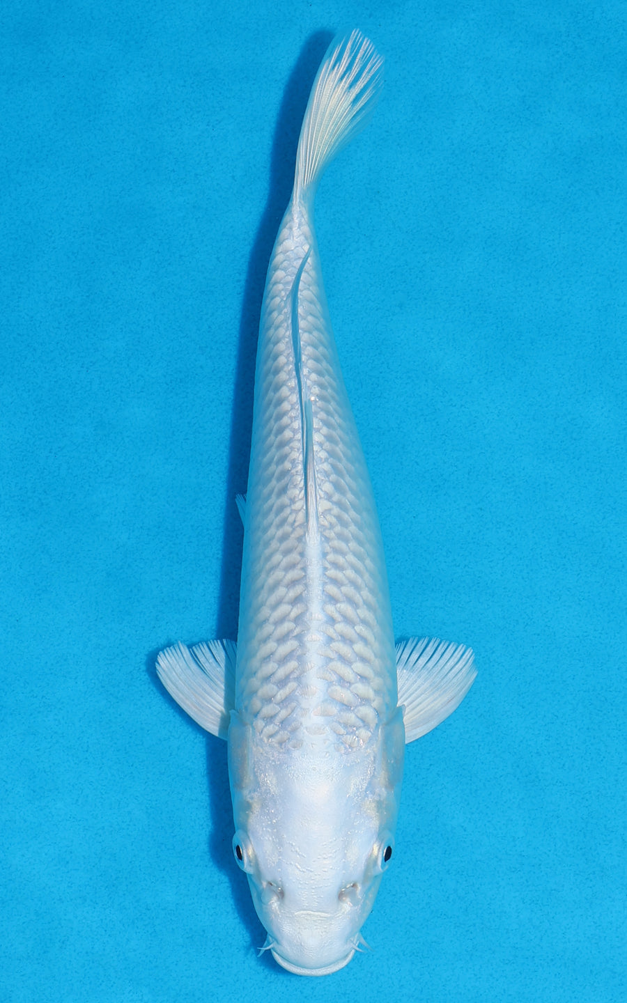 Platinum Ogon - 25cm REF:70201