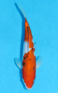 Thumbnail for Sanke - 24cm REF:70045