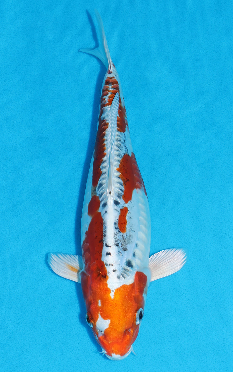 Doitsu Kujaku - 31cm REF:13310