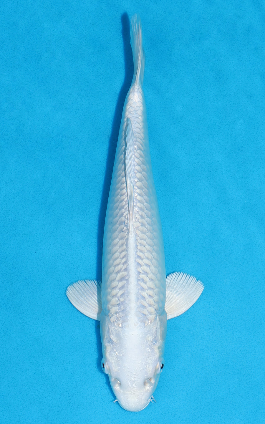 Platinum Ogon - 27cm REF:13311