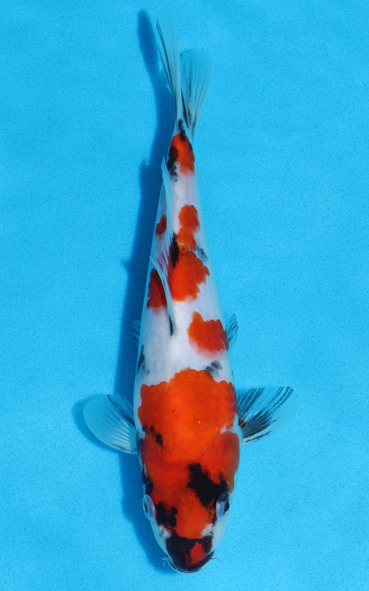 Showa - 22cm REF:70203