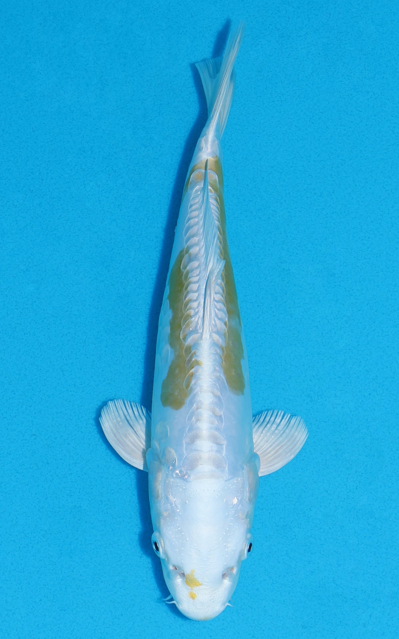 Doitsu Lemon Hariwake - 26cm REF:13321