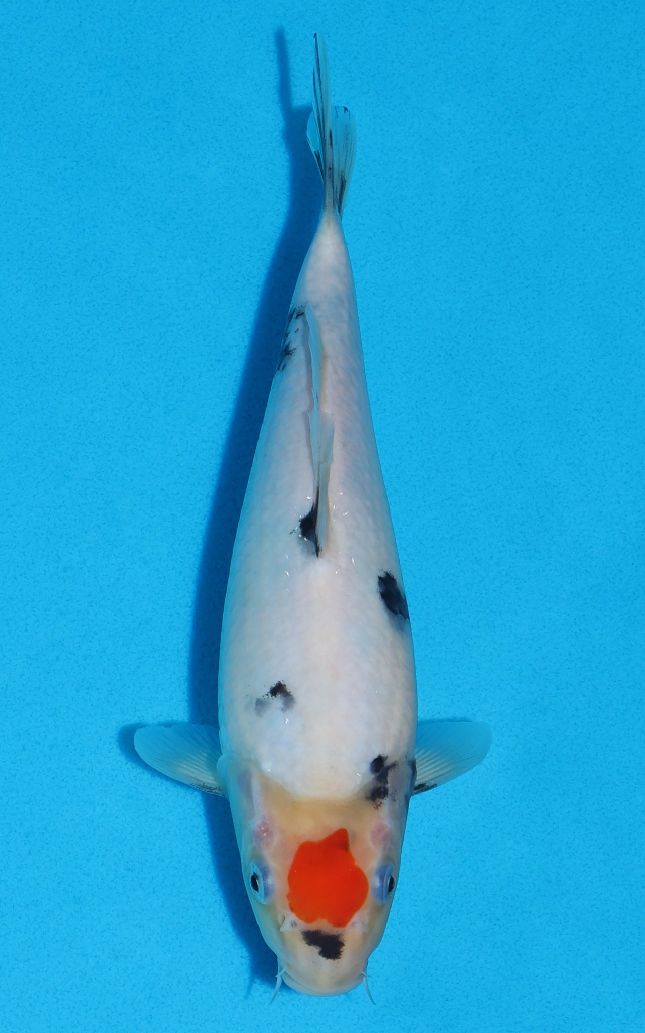 Tancho Showa - 23cm REF:13322