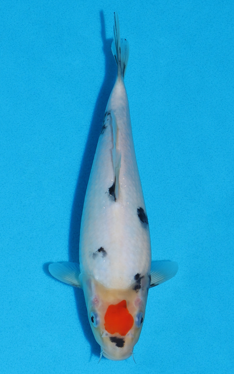 Tancho Showa - 23cm REF:13322