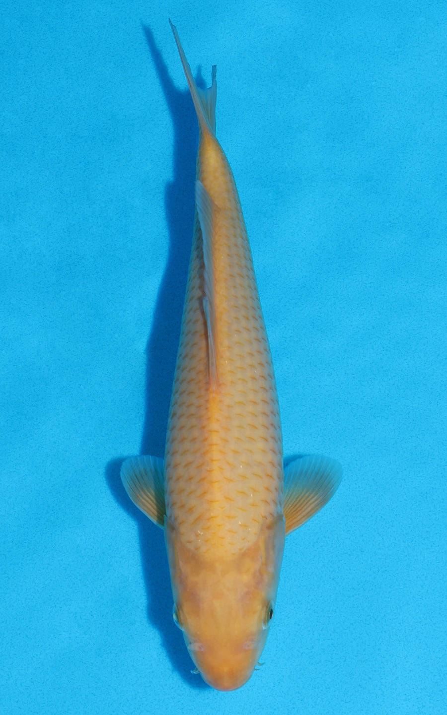 Karashigoi - 27cm REF:13323