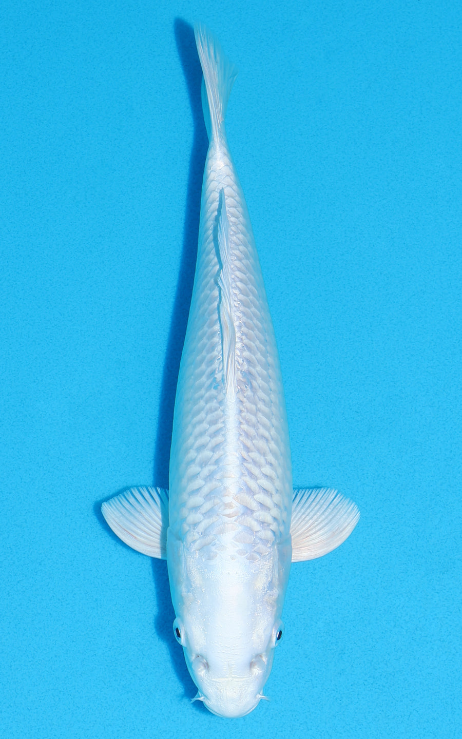 Platinum Ogon - 27cm REF:13324