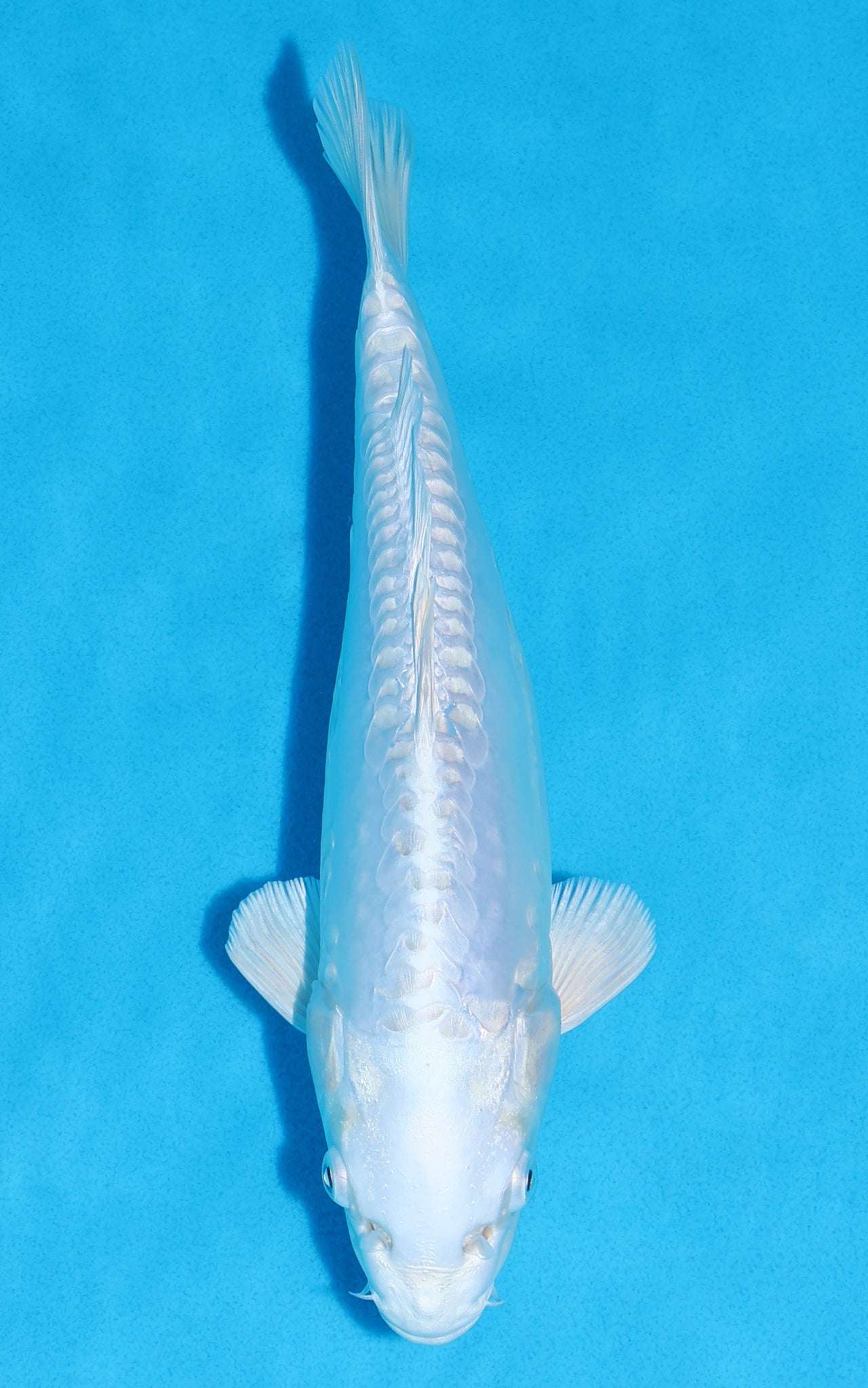 Doitsu Platinum Ogon - 27cm REF:13326