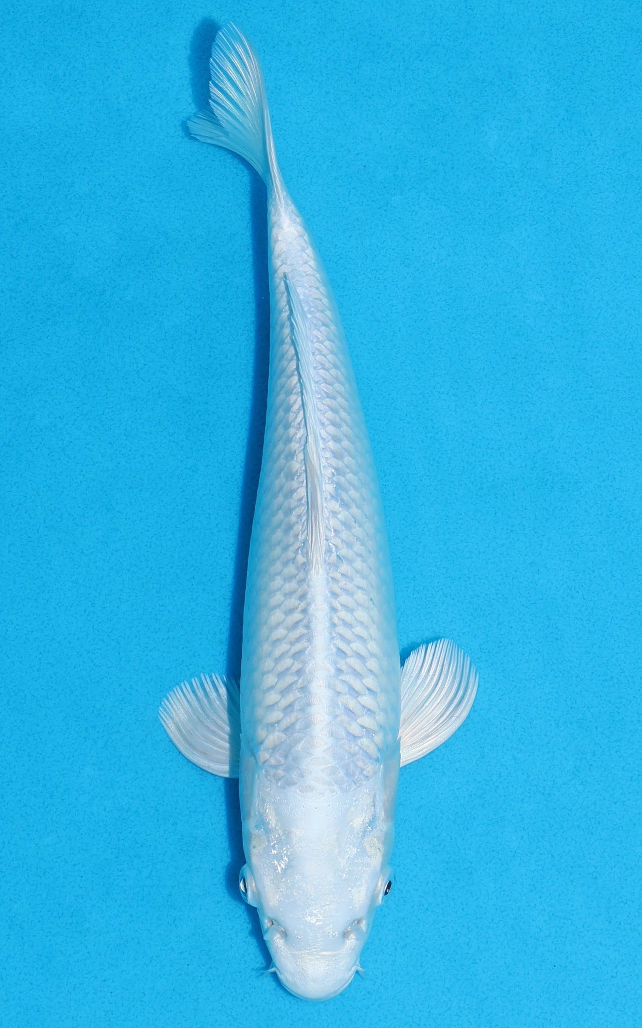 Platinum Ogon - 26cm REF:13328