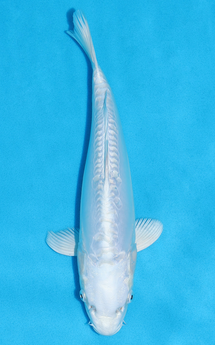 Doitsu Platinum Ogon - 29cm REF:13330