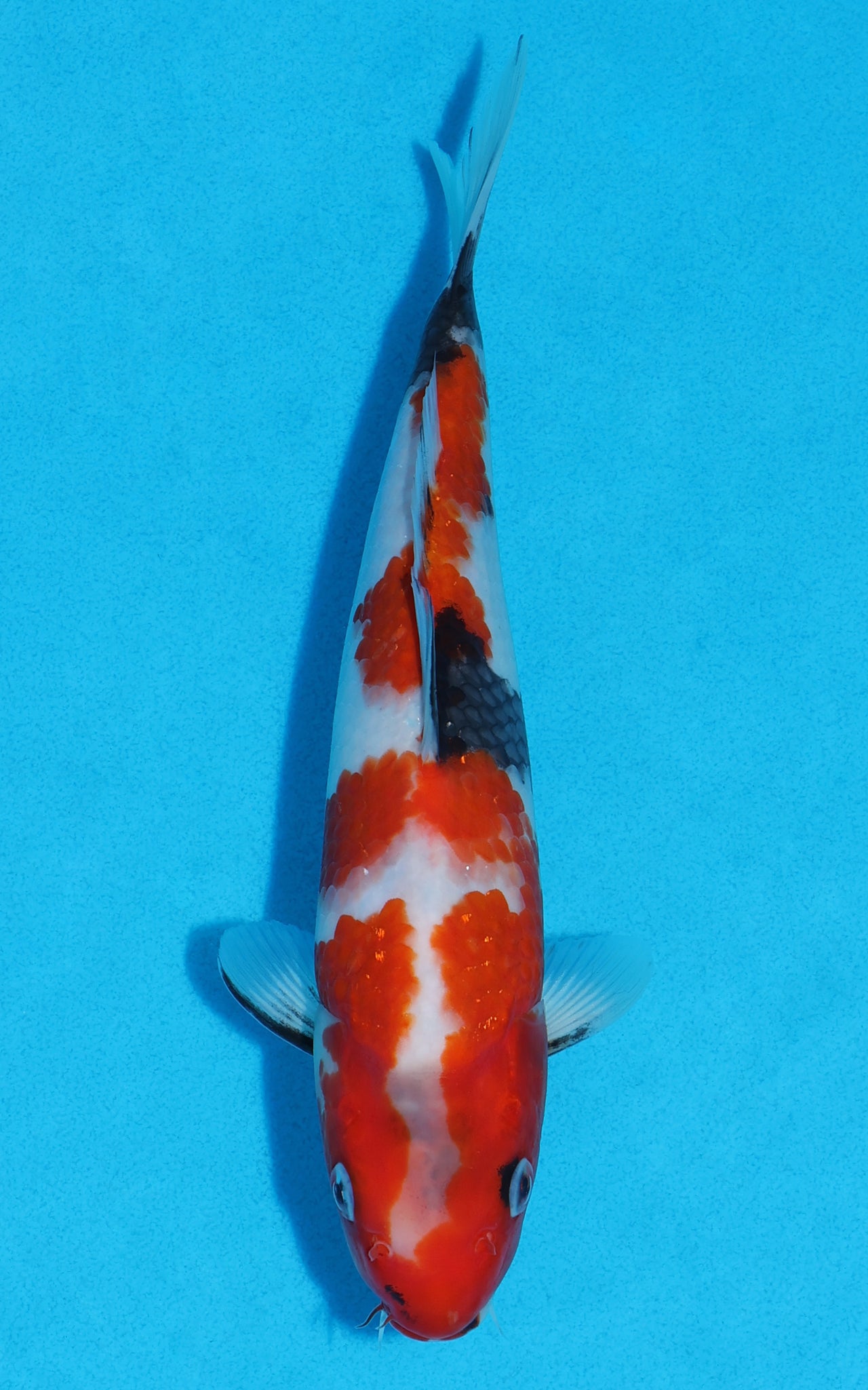 Showa - 25cm REF:13331