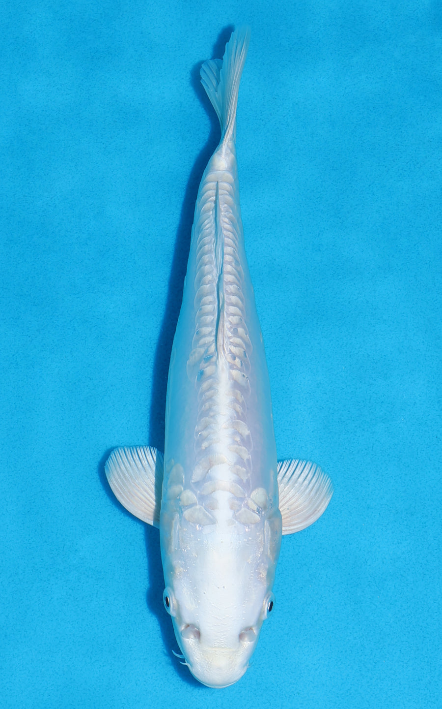 Doitsu Platinum Ogon - 27cm REF:70204