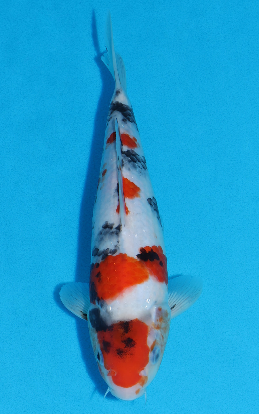 Showa - 27cm REF:70205