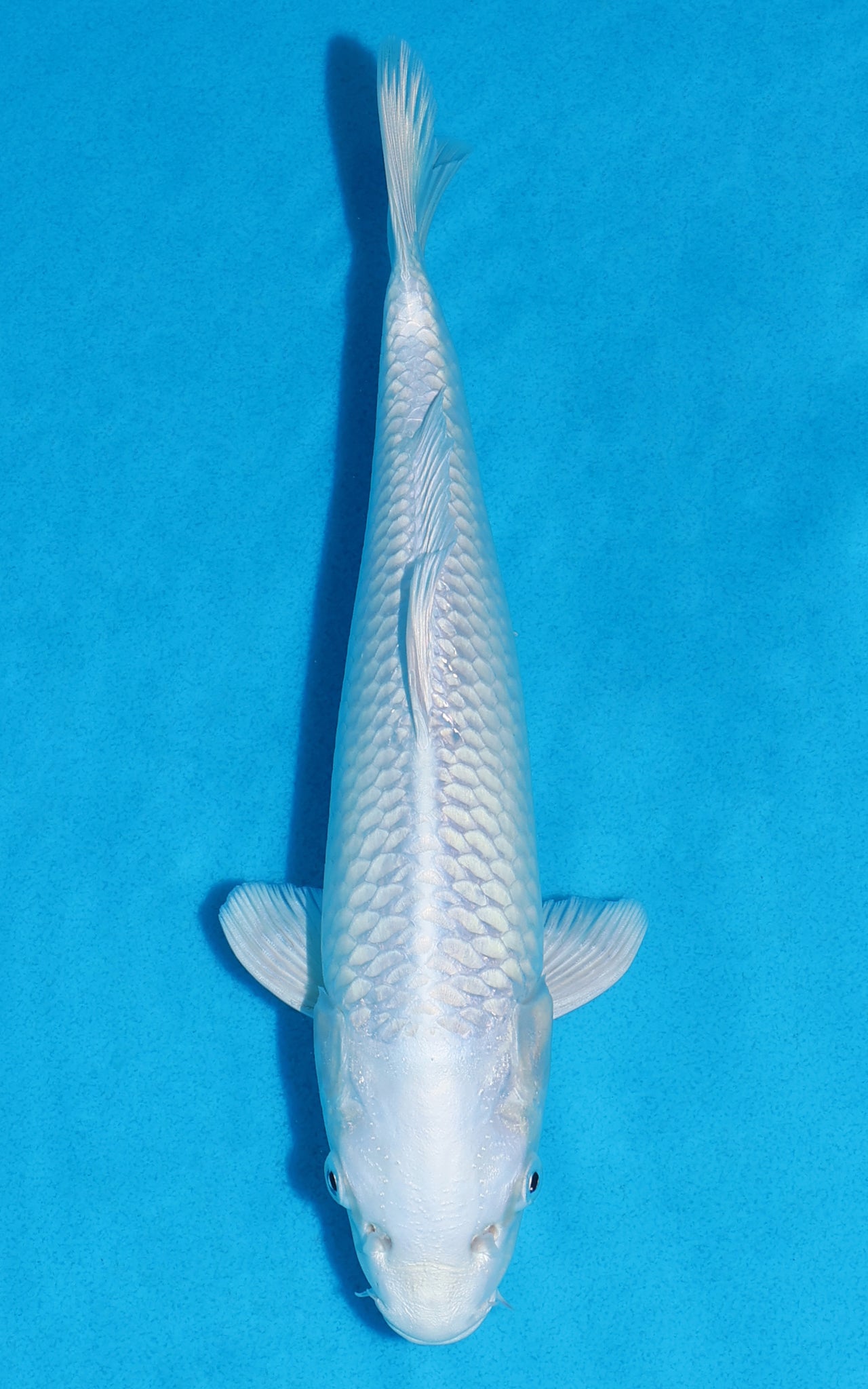 Platinum Ogon - 25cm REF:13336