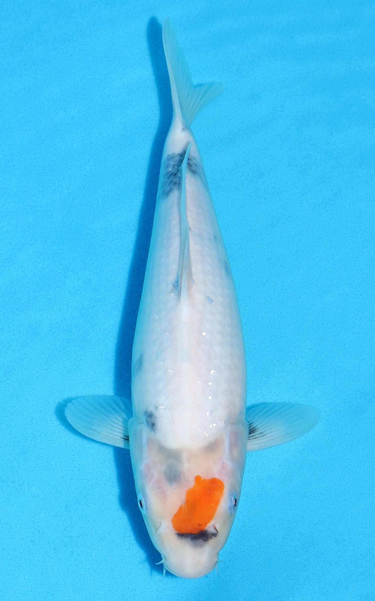 Tancho Showa - 29cm REF:70208