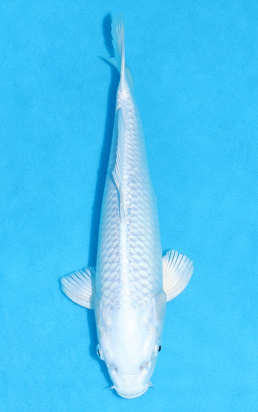 Platinum Ogon - 26cm REF:13338