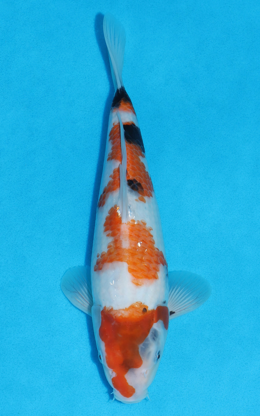Showa - 29cm REF:70209